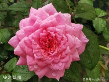 推薦8個(gè)熱門(mén)的勤花多花的微型月季品種