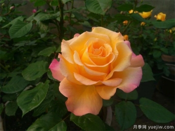 月季花的養(yǎng)殖方法，月季花栽培技術(shù)