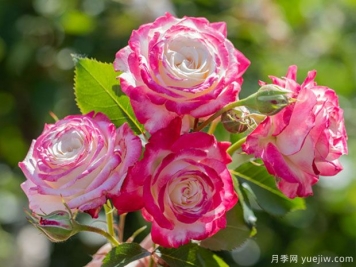 月季花種植詳細(xì)步驟，月季花種植注意事項(xiàng)