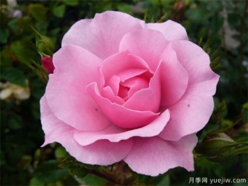 花中皇后是什么花 月季怎么養(yǎng)