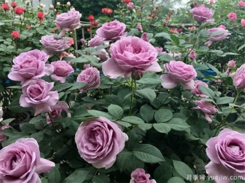 月季出現(xiàn)多芽點的原因？需要抹芽嗎？