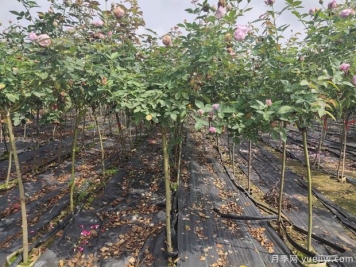 月季花如何定植，您知道嗎？