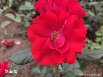 莫海姆月季的種植方法知道嗎？