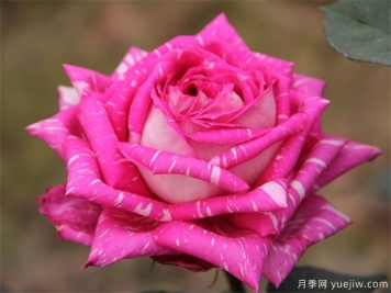 花中皇后--月季花