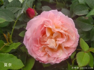 月季花施肥方法，月季養(yǎng)護(hù)如何施肥