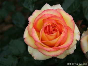 為什么很多人投資農(nóng)業(yè)林業(yè)失敗？需要具備這三種能力