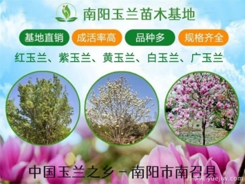 河南廣玉蘭常見的造型有哪些呢？這些造型如何做呢？