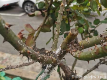 月季枝干上有許多小白點，可能是桑盾蚧在危害