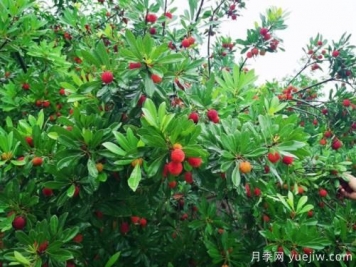 楊梅什么品種比較好？楊梅樹育苗方法