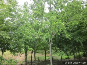 樸樹與櫸樹存在著哪些區(qū)別？