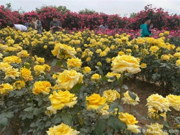 月季如何養(yǎng)開花多，要避開這些月季種植誤區(qū)
