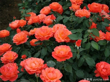 豐花月季怎樣進行蟲害防治的呢？