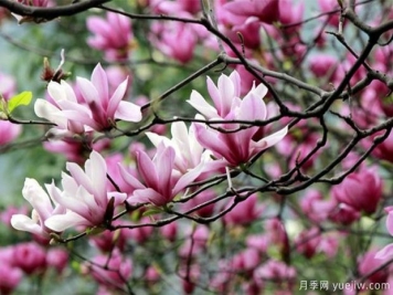 為什么都說鄉(xiāng)土樹種好？