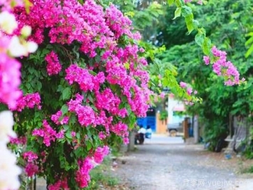 三角梅是哪里的市花？三角梅市花的意義