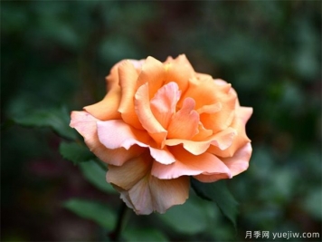 月季花的繁衍方法有哪些？快來看看吧