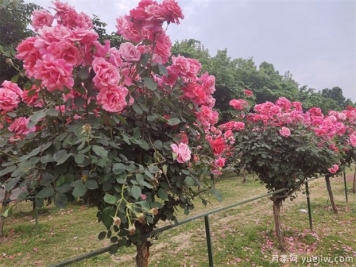 要使月季樹四季都花香，需做到以下幾點！
