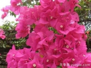 三角梅冬季如何修剪？三角梅冬季養(yǎng)護(hù)方法
