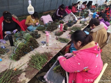 月季花的T形芽嫁接方法是什么？