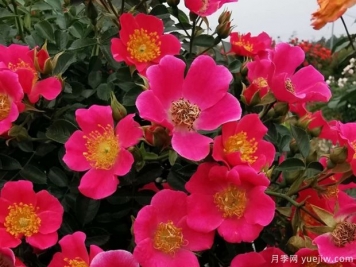 老祖宗留下的養(yǎng)花口訣，記住了，何愁花草長不旺！