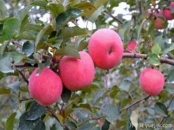 種植蘋(píng)果樹(shù)賺錢(qián)嗎