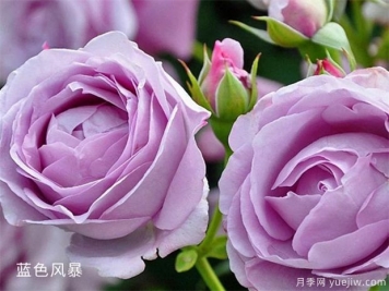 25個(gè)藍(lán)紫色月季品種大合集，天然藍(lán)紫美到心里