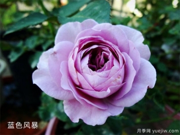 藍(lán)色風(fēng)暴月季，浪漫又好看，為什么難養(yǎng)呢？