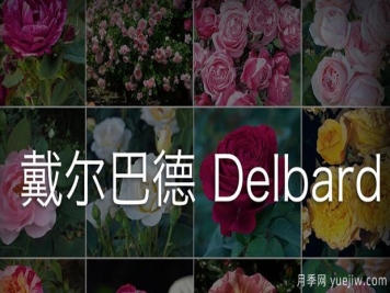 月季育種家：法國(guó)戴爾巴德月季公司(Delbard)