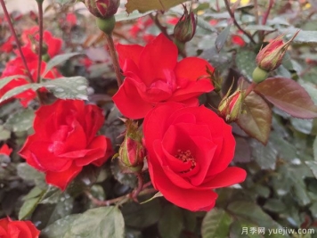 推薦8款豐花月季品種介紹，花滿枝頭，園林應(yīng)用花量多