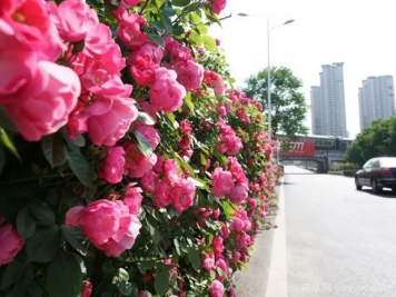 回首2021年花木產(chǎn)業(yè)那些事兒，創(chuàng)新永恒