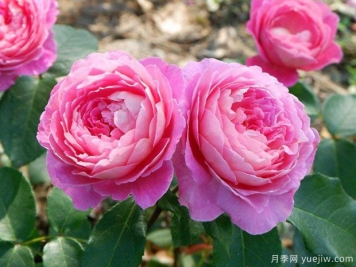 冬天養(yǎng)花一定要管住手，越勤快反而死得越快！