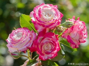 月季黑星病的病癥是怎樣的？如何進行防治？