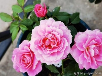 牡丹花，養(yǎng)護小知識