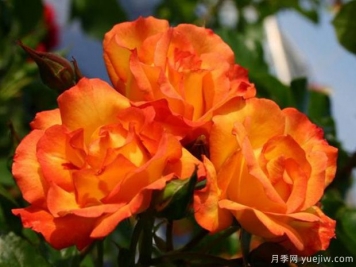 食醋養(yǎng)花卉妙處有三個，長勢旺花多色艷