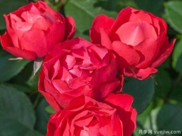 推薦4款適合室內(nèi)養(yǎng)的月季，勤花易打理