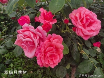 中國(guó)月季為什么打不過歐月甚至比不過日本月季？