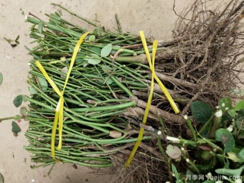 艾草、月季…南陽(yáng)市臥龍區(qū)特色農(nóng)產(chǎn)品備戰(zhàn)雙十一