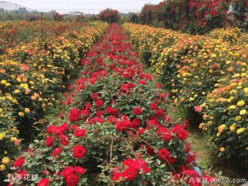 灌木球，月季花球，為景觀設(shè)計畫龍點睛