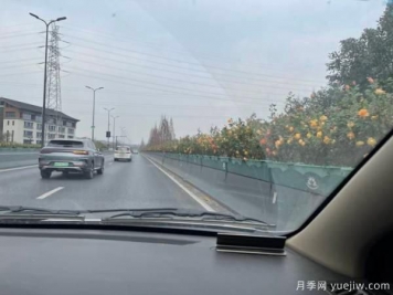 紅從容和黃從容，杭州中河高架?chē)?yán)冬里開(kāi)出爆美月季