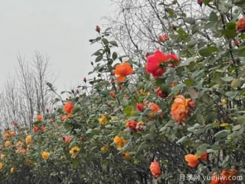 嚴(yán)冬月季花盛開，杭州高架月季實(shí)現(xiàn)超長待機(jī)
