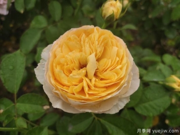 真宙月季和朱麗葉月季的區(qū)別，優(yōu)缺點(diǎn)一目了然