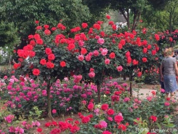 月季名園：南陽(yáng)月季公園