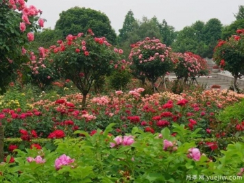 月季名園：杭州花圃月季園(蒔花廣場(chǎng))