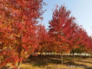 20公分紅楓多少錢(qián)一棵