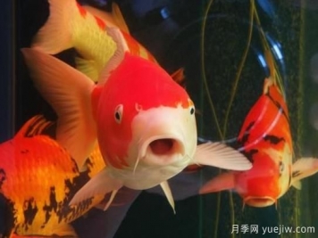 南陽鄧州：小楊營鎮(zhèn)觀賞魚能手宋雪坤手拉手帶動農(nóng)民增收