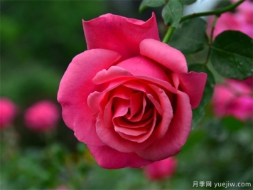 月季簡介，月季繁育和養(yǎng)護方法，延長月季花期的措施