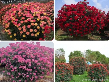 想種出精品花木，正確施肥是關(guān)鍵