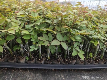 新疆喀什適合月季種植和應(yīng)用嗎？