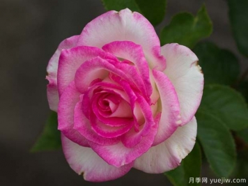 林恩安德森月季的優(yōu)缺點(diǎn)是什么？