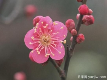 梅花如何栽培？養(yǎng)護(hù)辦法分享