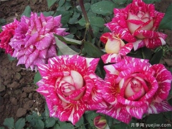 黑龍江花友該如何養(yǎng)殖月季花？